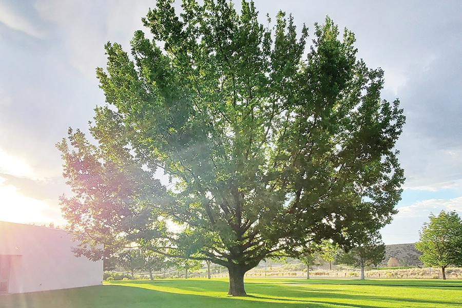 在傍晚的阳光下，挺拔有力地站立着, 那棵英国橡树是比尔·哈奇29年前捐给SJC的吗. 这棵树位于亨德森美术中心旁边.